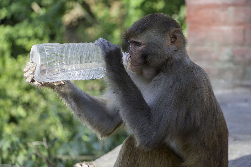 Monket Drinking Water