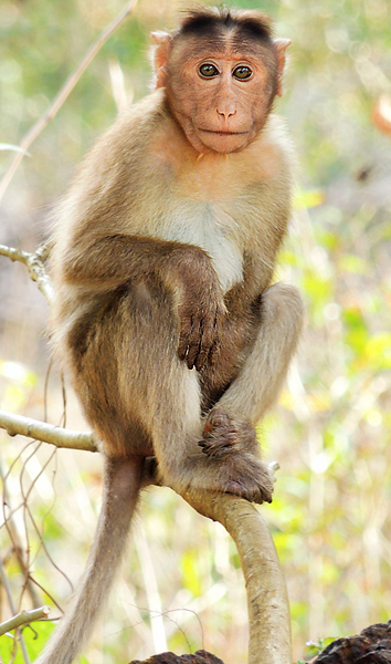 Monkey Sitting